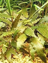 Näsets Ciklidhobby Cryptocoryne wendtii växt kruka tålig