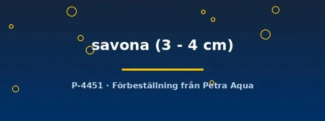 Näsets Ciklidhobby Schistura savona grönling 3–4 cm