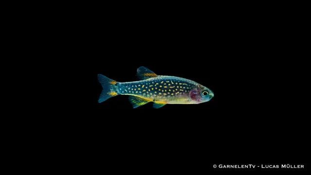 Garnelen TV Perlhuhnbärbling nanofisk Danio margaritatus