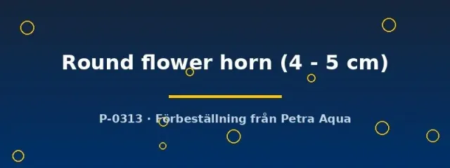 Näsets Ciklidhobby Round Flower Horn akvariefisk 4–5 cm ciklid