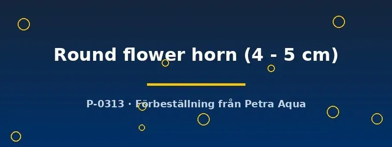 Näsets Ciklidhobby Round Flower Horn akvariefisk 4–5 cm ciklid