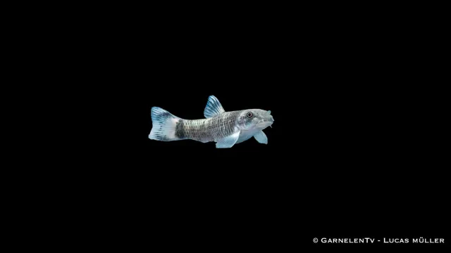 Garnelen TV Garra flavatra pandasugbarb akvariefisk 6–8 cm