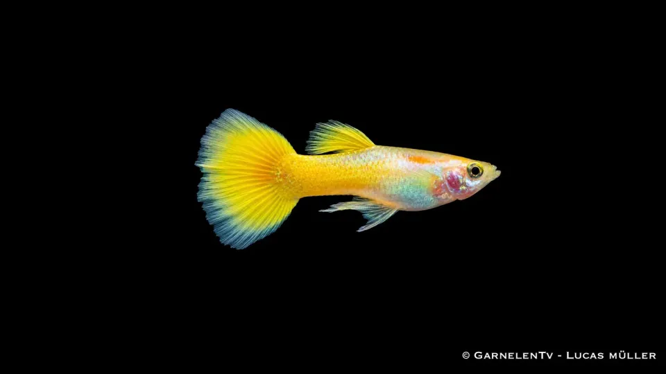 Garnelen TV Lemon Poecilia reticulata guppy hane gul