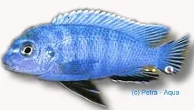 Näsets Ciklidhobby Pseudotropheus Newsi 7-9 cm akvariefisk