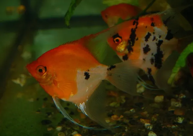 Näsets Ciklidhobby Red Devil skalare 5 cm röd