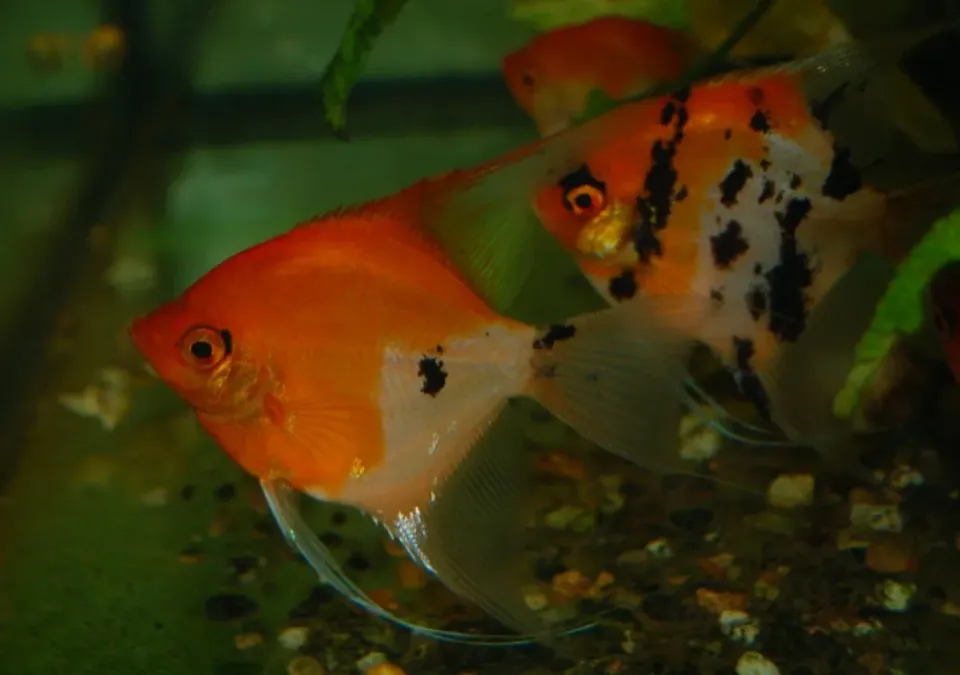 Näsets Ciklidhobby Red Devil skalare 5 cm röd