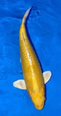 Näsets Ciklidhobby Cyprinus Koi Yamabuki Ogon dammfisk 8–11 cm
