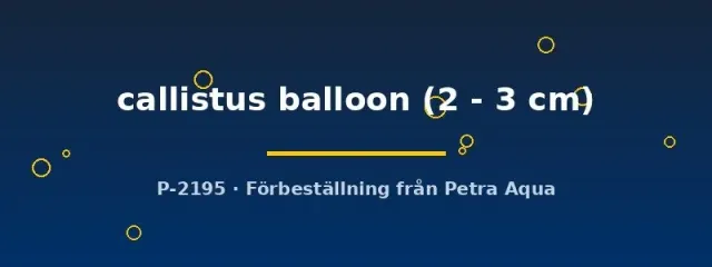 Näsets Ciklidhobby Callistus Balloon tetra 2–3 cm akvariefisk röd