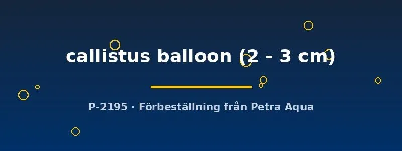 Näsets Ciklidhobby Callistus Balloon tetra 2–3 cm akvariefisk röd