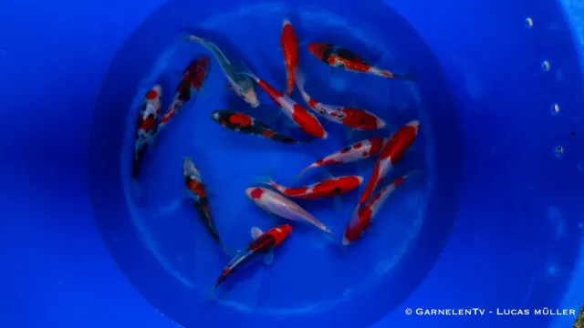 Garnelen TV Japan Koi Takahashi koi 17–19 cm