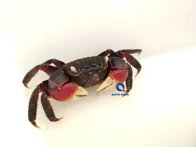 Näsets Ciklidhobby Neosarmatium asiaticum krabba red spider 6–8 cm