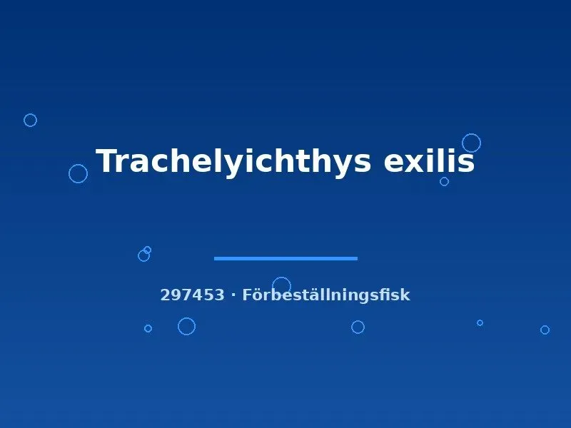 Näsets Ciklidhobby Trachelyichthys exilis mal 4–6cm