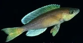 Näsets Ciklidhobby Cyprichromis leptosoma chipimbi akvariefisk 4–5 cm flock