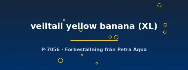 Näsets Ciklidhobby Betta spl. veiltail yellow banana kampfisk XL