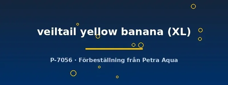 Näsets Ciklidhobby Betta spl. veiltail yellow banana kampfisk XL