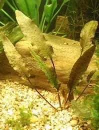 Näsets Ciklidhobby Cryptocoryne petchii akvarieväxt kruka