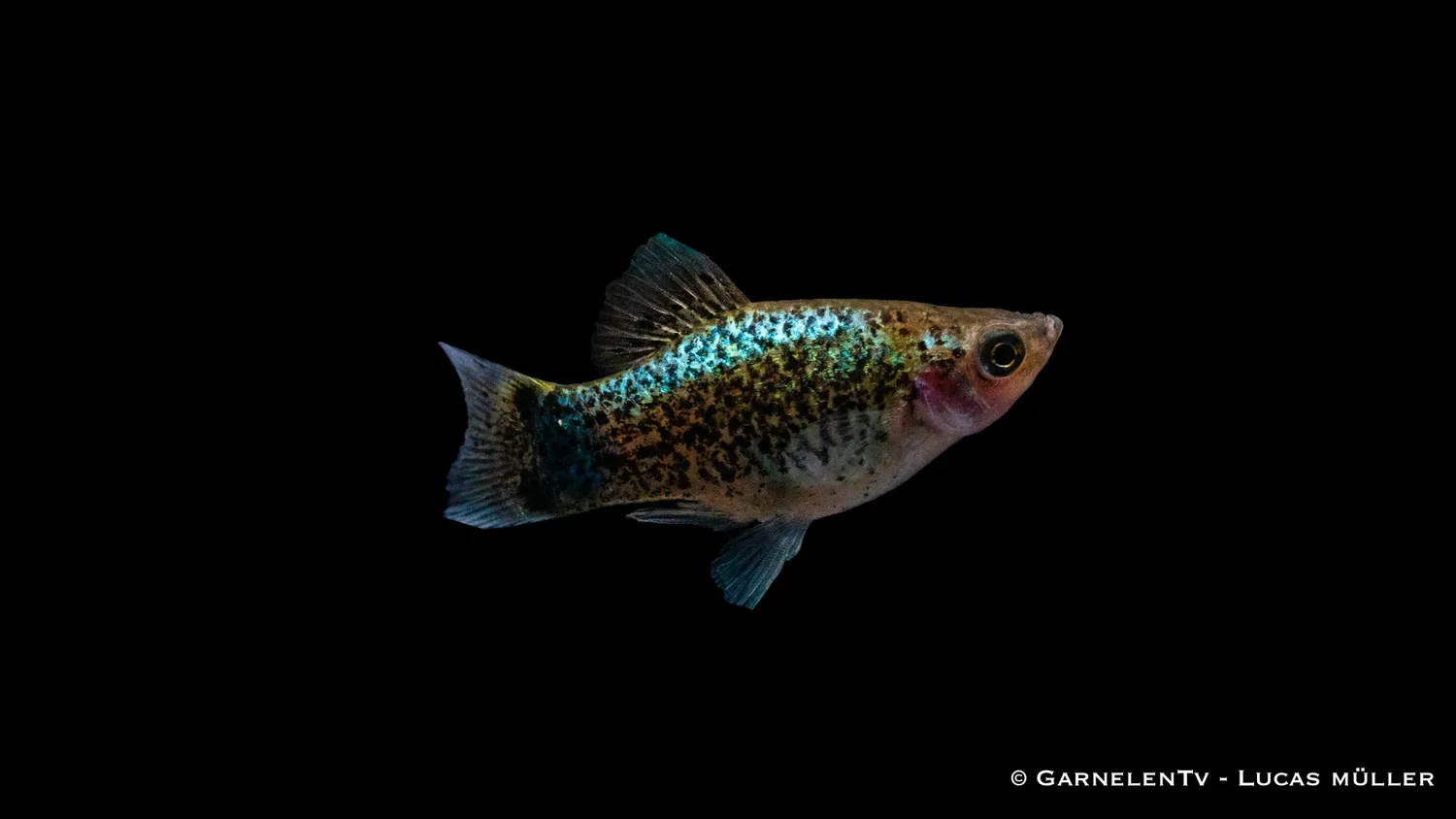 Garnelen TV Platy Blue Spotted akvariefisk 5-7 cm