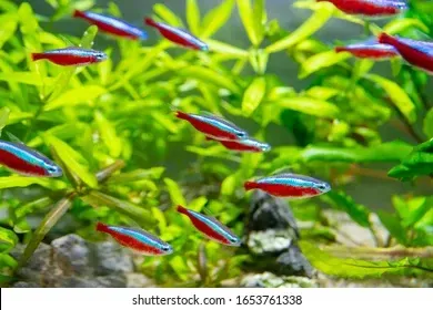 Näsets Ciklidhobby Neontetra stimfisk 2–4 cm