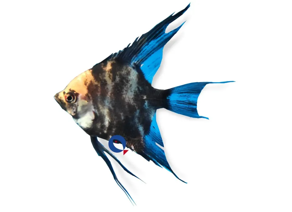 Näsets Ciklidhobby Pterophyllum Red Cap skalar 4–5 cm