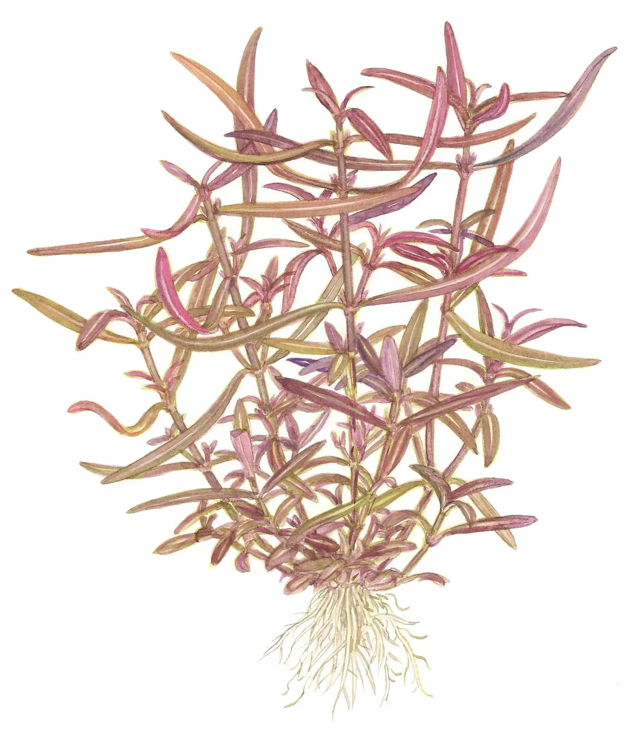 Akvarievalvet Hygrophila lancea Araguaia akvarieväxt röd