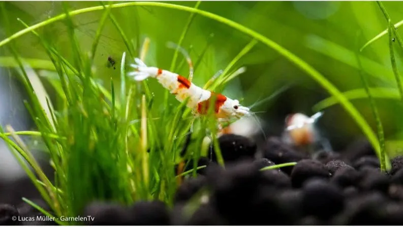 Garnelen TV Red Bee K4-K6 akvarieräka röd-vit