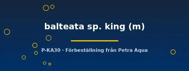 Näsets Ciklidhobby Cerithidea balteata king M snäcka bräckvatten