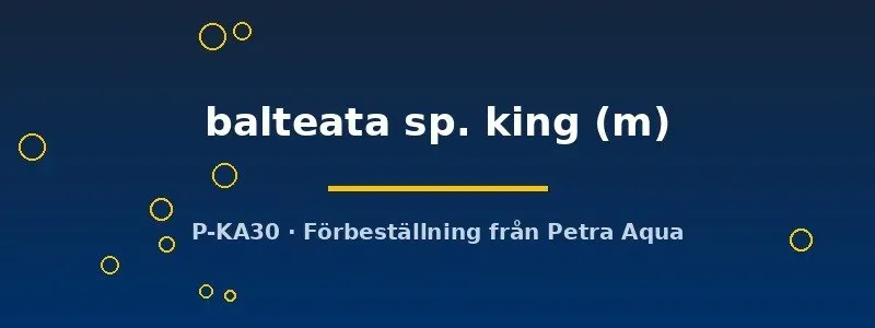 Näsets Ciklidhobby Cerithidea balteata king M snäcka bräckvatten