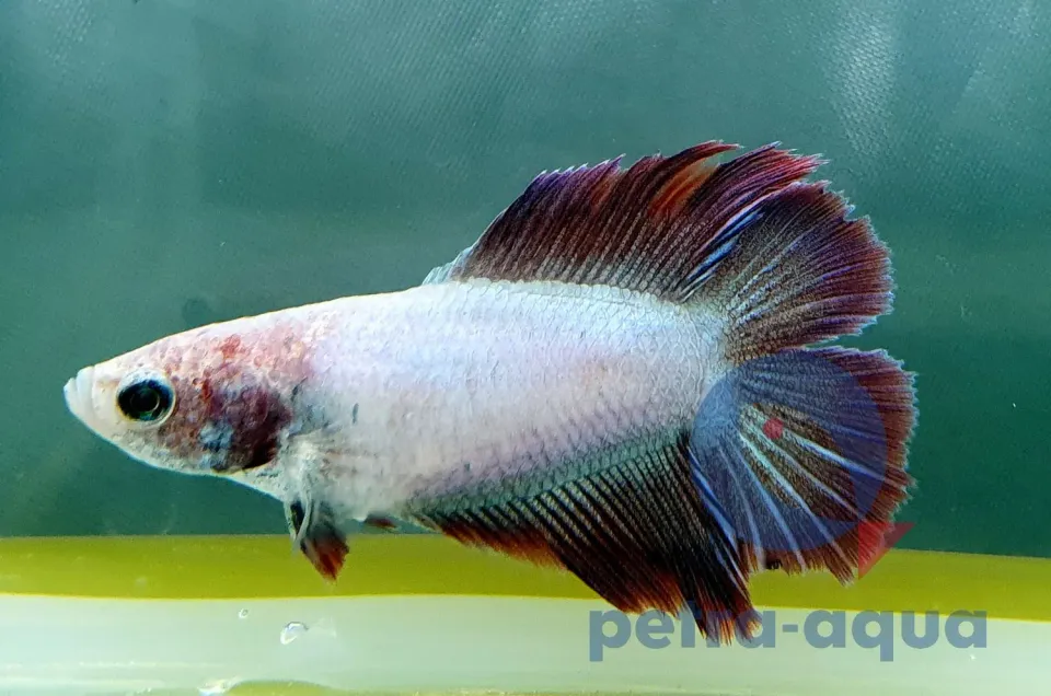 Näsets Betta spl Double tail mix kampfisk hona akvariefisk