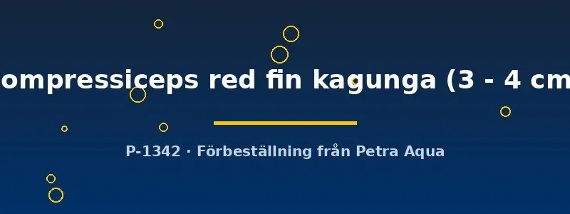 Näsets Ciklidhobby Altolamprologus red fin kagunga ciklid 3–4 cm