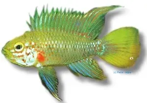 Apistogramma eunotus Blue Cheek dvärgciklid XL stor