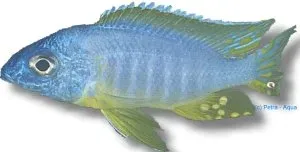 Näsets Ciklidhobby Aulonocara korneliae ciklid 6–7 cm blue-gold