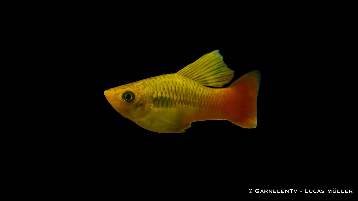 Garnelen TV Papageienplaty Xiphophorus variatus högfena