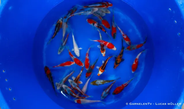 Garnelen TV Japan Koi Tanaka koi 15–18 cm