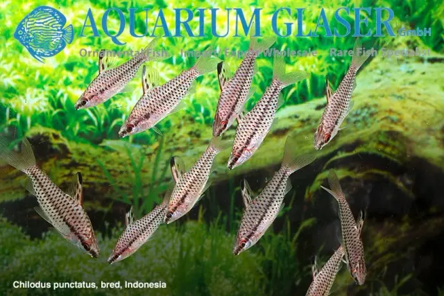 Chilodus punctatus spotted headstander 3–4 cm