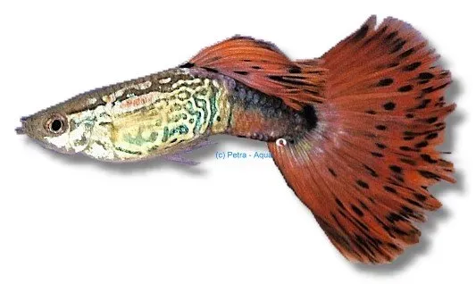 Näsets Ciklidhobby Guppy snakeskin mix hane 3–4 cm