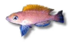 Lamprologus caudopunktatus akvariefisk 3–4 cm Tanganyika