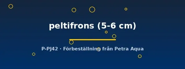Näsets Ciklidhobby Agamyxis peltifrons akvariefisk 5–6 cm