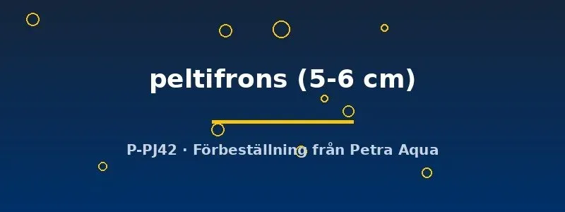 Näsets Ciklidhobby Agamyxis peltifrons akvariefisk 5–6 cm