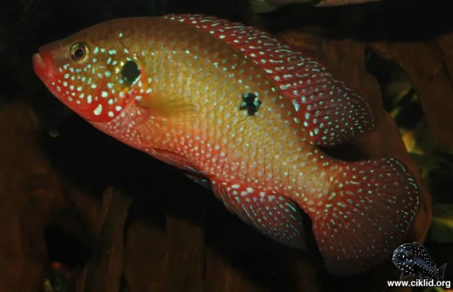 Näsets Ciklidhobby Röd juvelciklid akvariefisk 4-5 cm