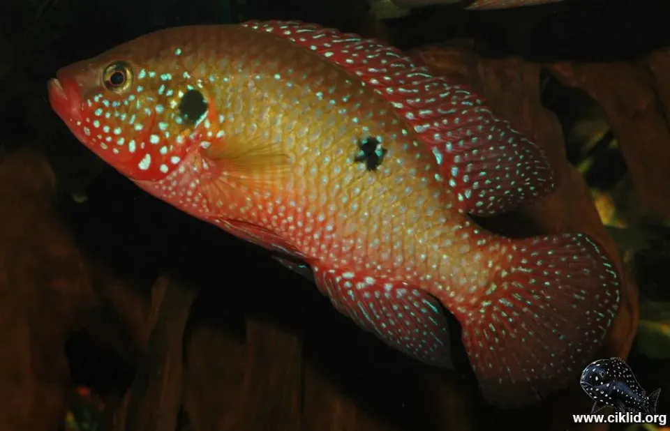 Näsets Ciklidhobby Röd juvelciklid akvariefisk 4-5 cm