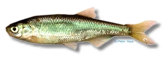 Näsets Ciklidhobby Leucaspius delineatus akvariefisk 6–7 cm