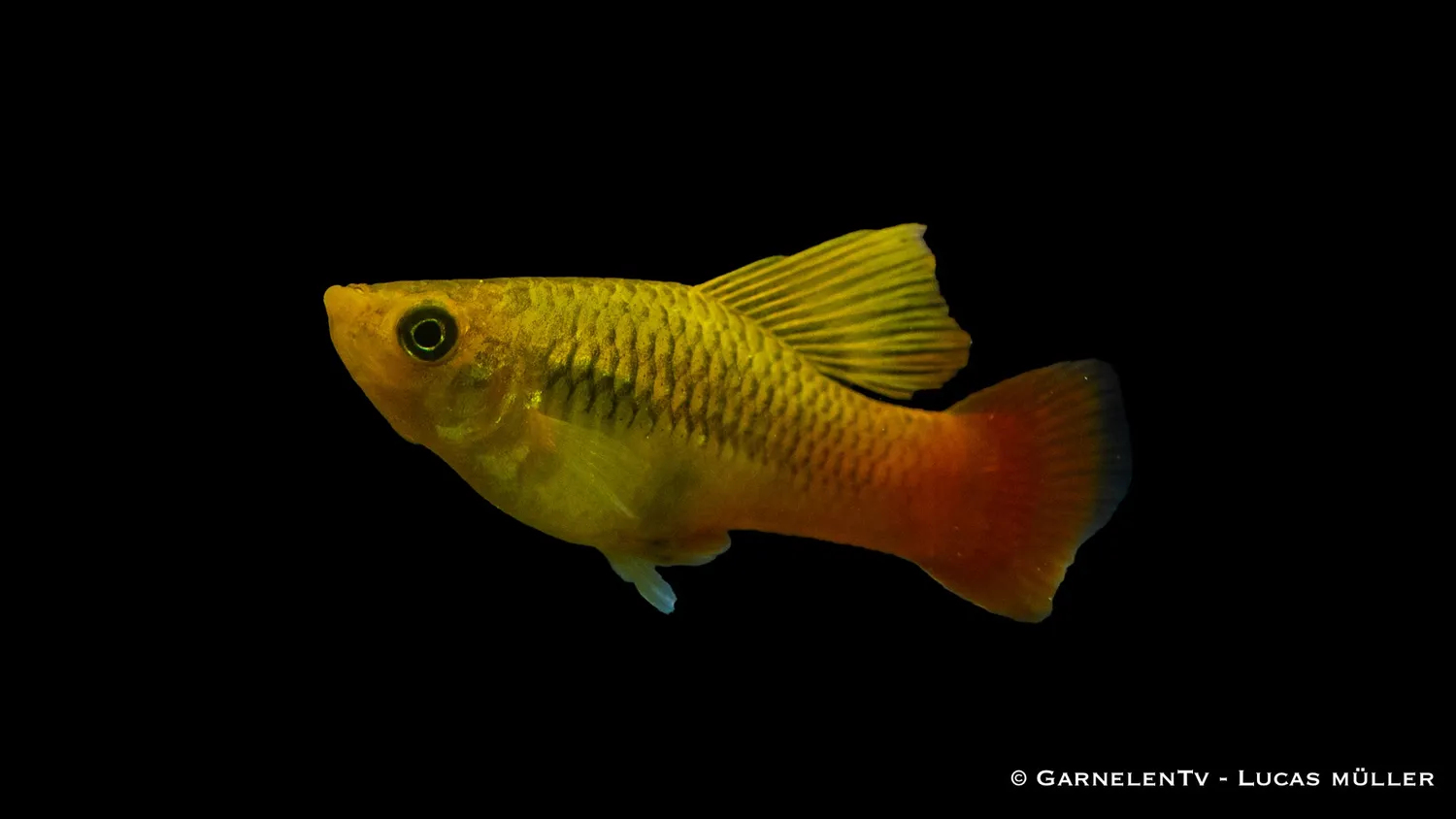 Garnelen TV Papageienplaty Xiphophorus variatus högfena