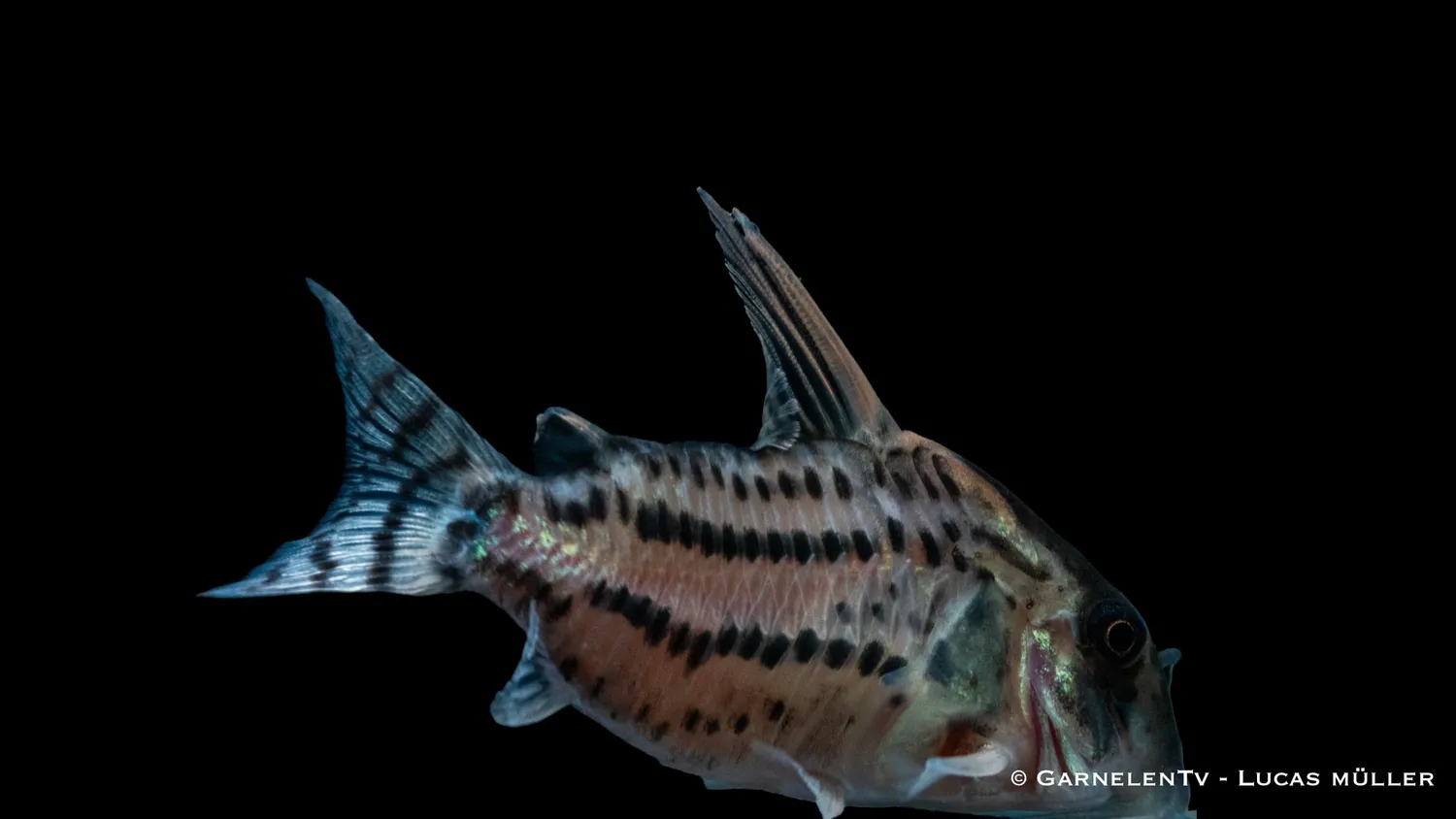 Garnelen TV Ögonstreck Hoplisoma schwartzi pansarmal
