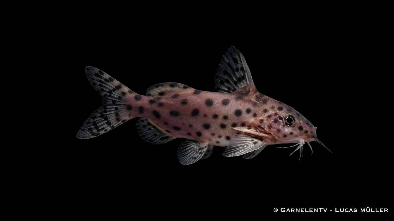 Garnelen TV Synodontis nigrita akvariefisk svart