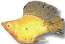 Näsets Ciklidhobby Poecilia latipinna ballongmolly 3cm