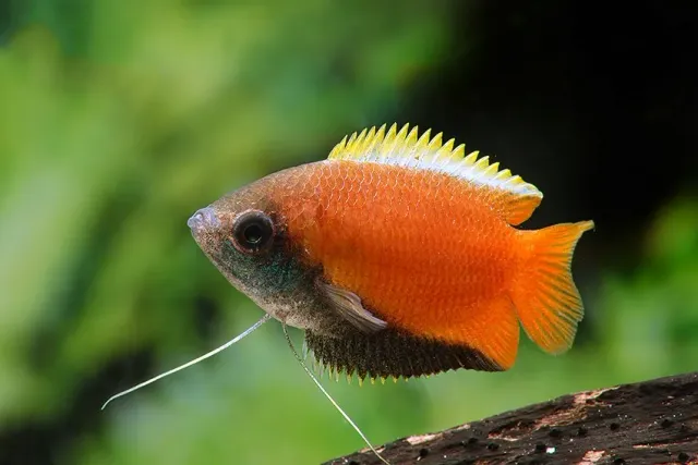 Näsets Ciklidhobby Honey gourami Colisa chuna akvariefisk LG-XL lugn