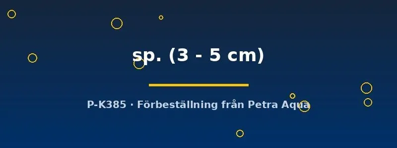 Hypancistrus L400 L-mal akvariefisk 3–5 cm fläckig