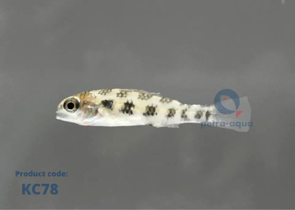 Dicrossus maculatus schackbrädesciklid 4–6 cm par