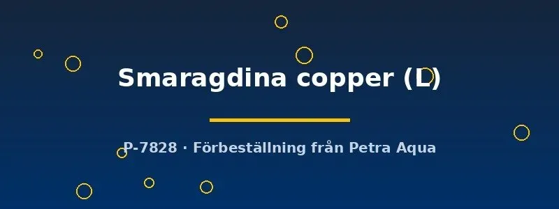 Betta spl. Smaragdina copper hona L kampfisk