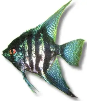 Pterophyllum scalare zebra smoke skalar XXL 7,5 cm